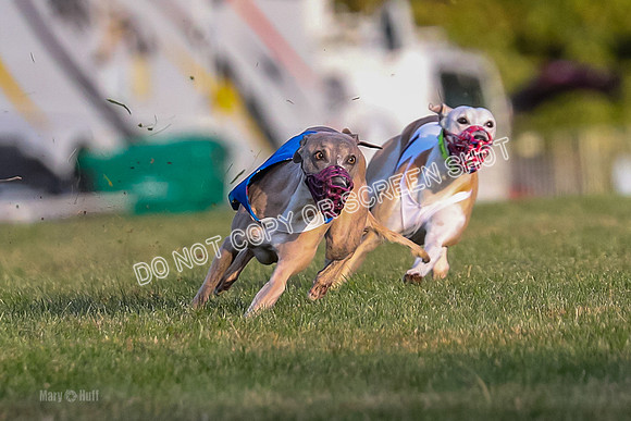 Prg 1, race 1, Arrow Blitz Rosie Floyd-0560