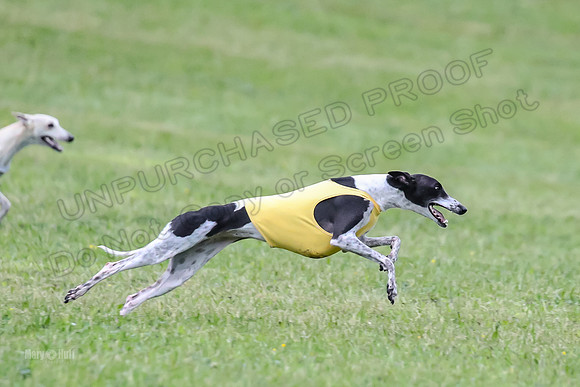 Prelim Open B3, Tusi Dany Tails-8457