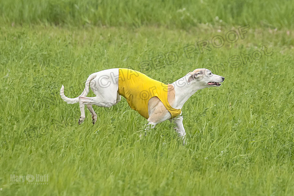 1 Prelims Fch 1 Flaare Cooper Buttercup-8260