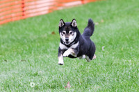 Shiba 4