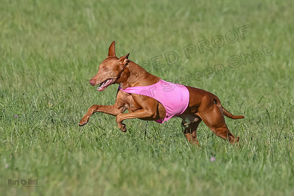 1 Prelims Vet 1 Precious Cayper Copper-4336