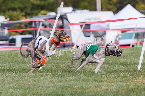 Prg 1, race 7, Cutter Dazzle Mika Rory-0711