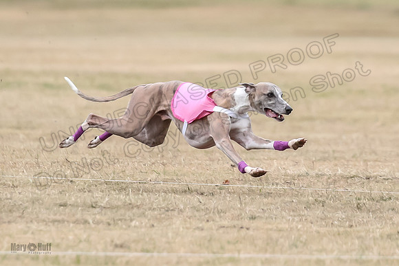 1Prelim Open 4 Kashi Rigel-3067