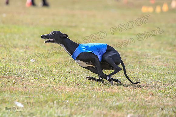 Finals Hank-3593