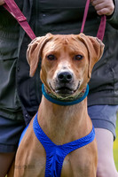 Ridgebacks