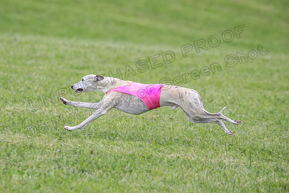 Prelim Veterans 6, Rosie Tomte Akela-0249