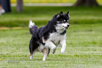 Cat Test 1-0237