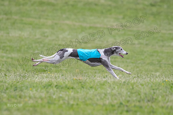 Prelim Veterans 5, Fleet Herman Blue-0226