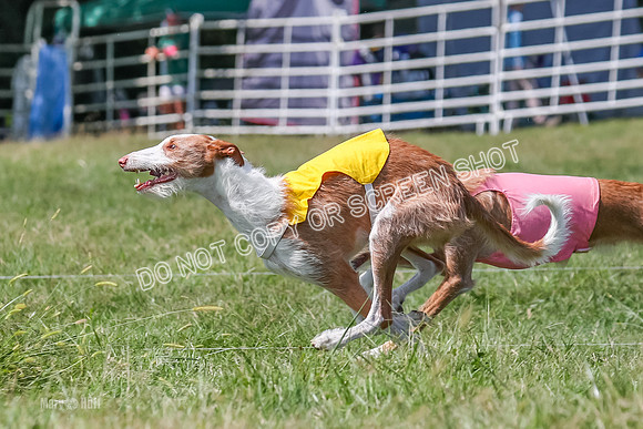 Prelim, Veteran 1, Dobby, Pepper-8798