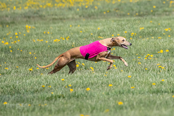 1Prelims Specials A4 Whisper Indy Crescent-1298