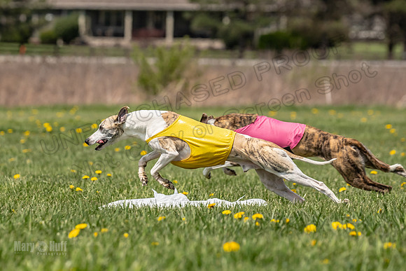 Finals Specials A4 Mica Carnie Marlee-4360
