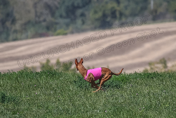 2 Finals Vet 1 Precious Copper Cayper-7279