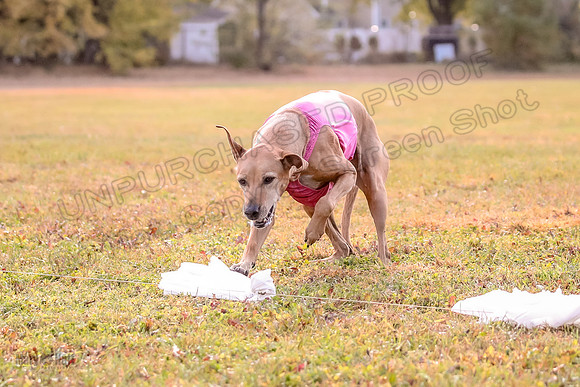 1 Prelims Vet Libby Xena-0416