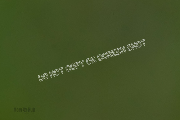 Cat Test 2-1189