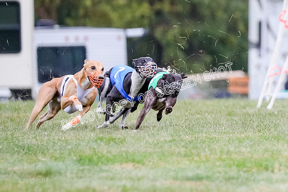 Prg 1, Race 16, Carl Maybe Bookie Sealli-0964