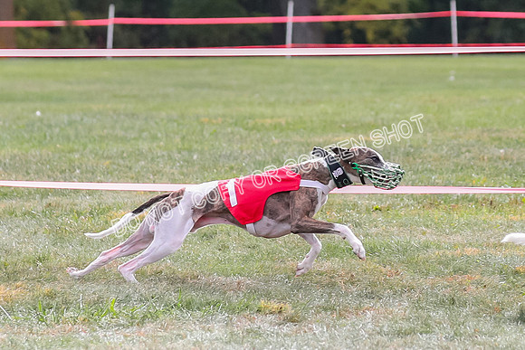 Prg 2, Race 1, Clyps Warrior Floyd Carney-1277