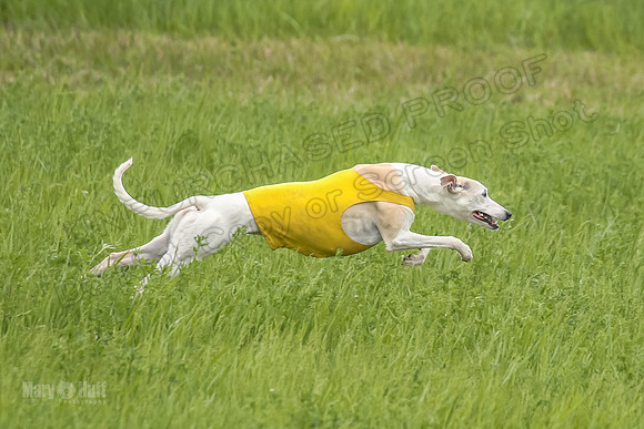 1 Prelims Fch 1 Flaare Cooper Buttercup-8261