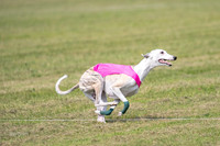 prelims Fch-Vet Arrow Wilson-7640