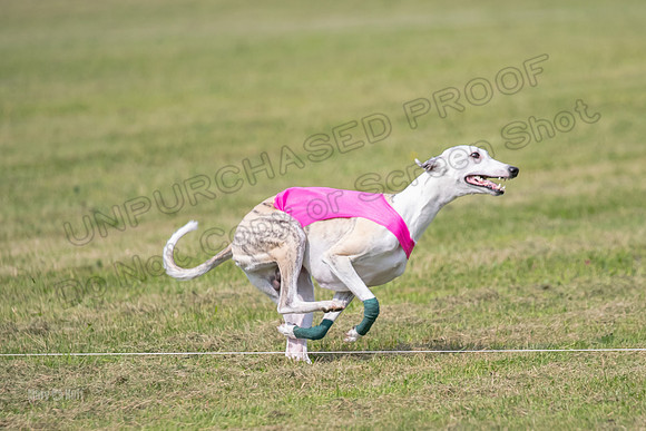 prelims Fch-Vet Arrow Wilson-7640