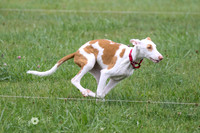 Ibizan Pups