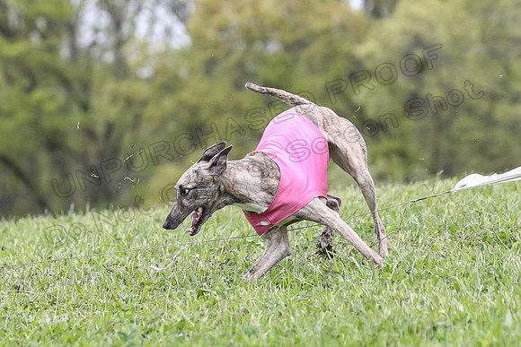 Finals Vets 3, Rosie Littlebit Justice-2358
