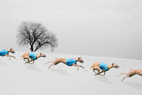 Art Winter Run Whippet
