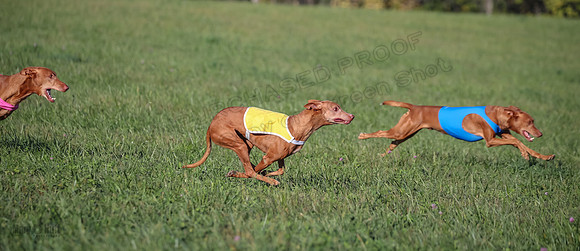 1 Prelims Vet 1 Precious Cayper Copper-4310