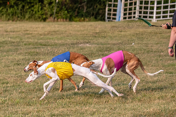 1prelims Fch 1prelim 1 Willow Fable Penny-3443