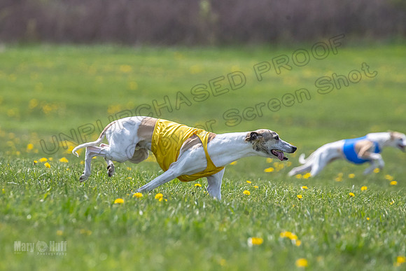 Finals Specials A4 Mica Carnie Marlee-4367