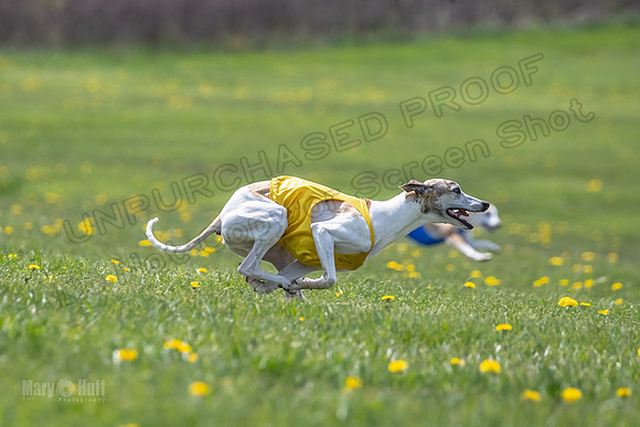 Finals Specials A4 Mica Carnie Marlee-4368