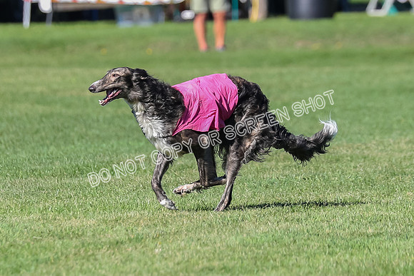 Prelim, Vera-Rainbow-3541
