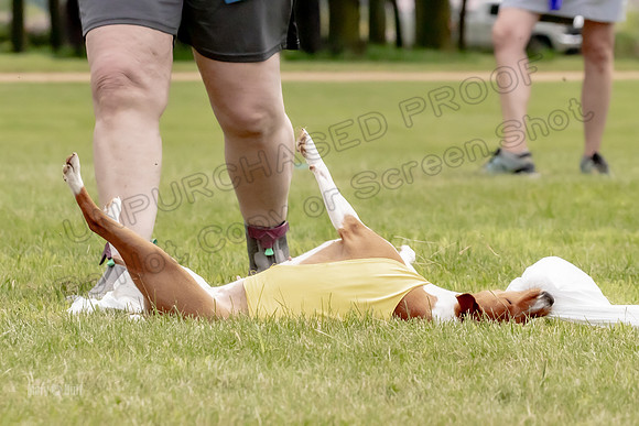 Finals Basenji-1372