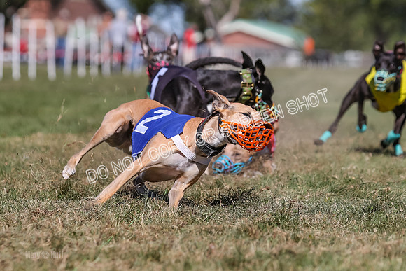 Prg 4, Race 5, Rasta Cammie Warrior Grim Buckwheat-0220
