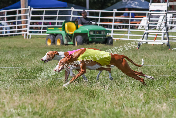 Prelim, Veteran 2, Dawn, Diva-8892