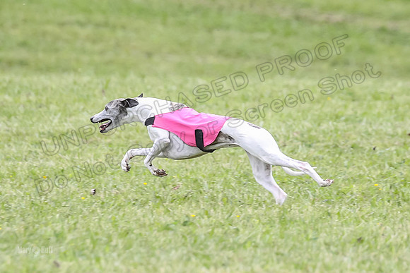 Prelim Veterans 2, Brag Nellie Herk-0113