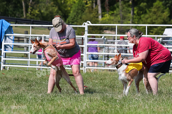 Prelim, Veteran 1, Dobby, Pepper-8780