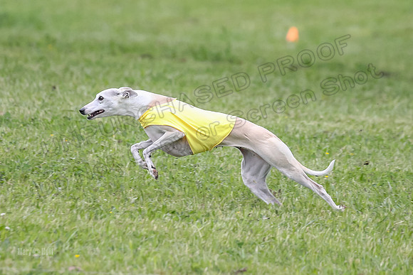 Prelim Veterans 6, Rosie Tomte Akela-0244