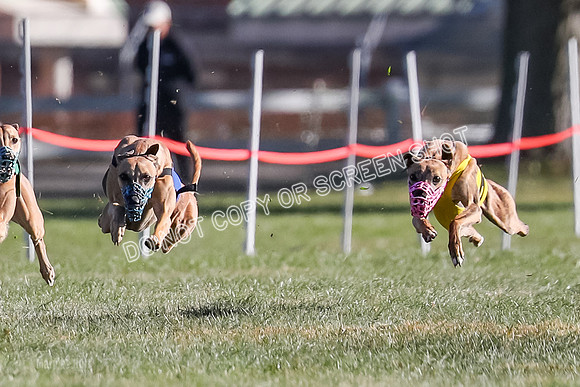 Prg 1, Race 19, Picanha Nibbles Cutter Tanooki Cheetah-9292