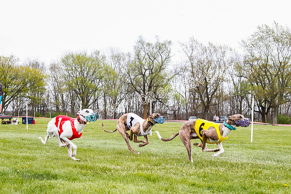 WRA, Prg 4, Race 1, Dash, Elvis Mika Buzzsaw Moonstruck-9280