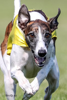 Whippet