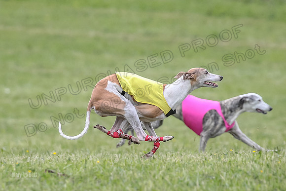 Prelim Veterans 1, Cheers Dora LittleBit-0094