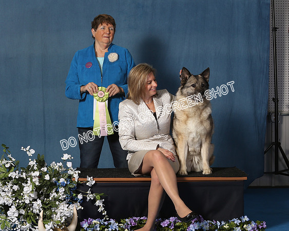 Elkhound 2020-1160