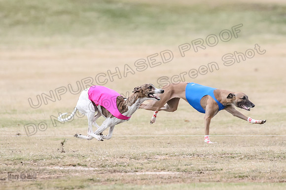 1Prelim Open 3 Eggsy Trixie Treble-3046