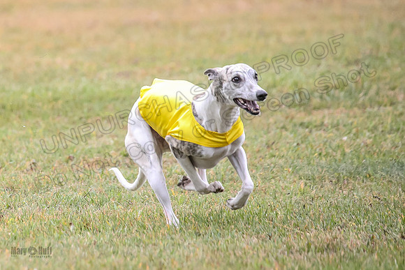 1 Prelims Open 1 AnnieOakley Fennec Zero-1223