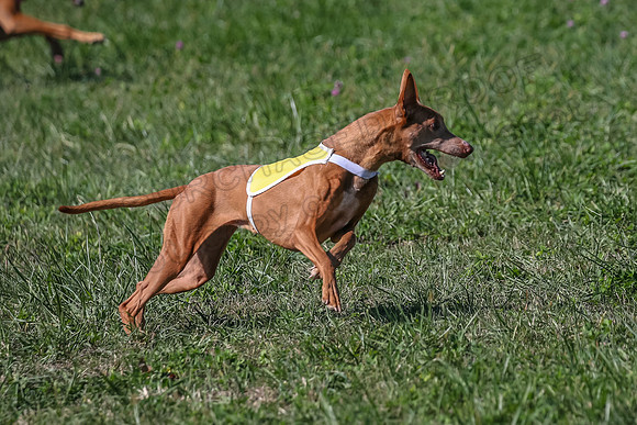 2 Finals Vet 1 Precious Copper Cayper-7312