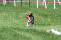 Basenji
