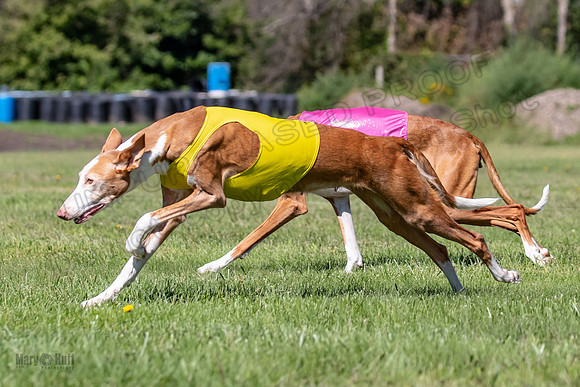 Prelims Vet Izzy Dawn-5616
