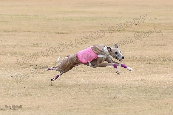 1Prelim Open 4 Kashi Rigel-3093