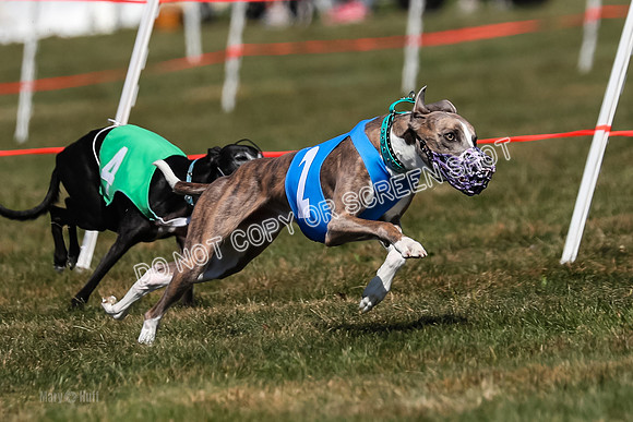 Prg 3, Race 10, Blitz Moonstruck Fortuna Tipa-2184