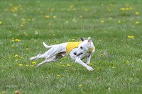 Finals Whippet Veteran-4741
